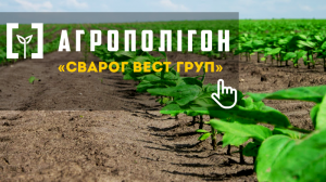 АгроПолігон Сварог Вест Груп: Високоолеїновий соняшник