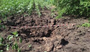 Вирви від обстрілів на полі соняшника на Донеччині