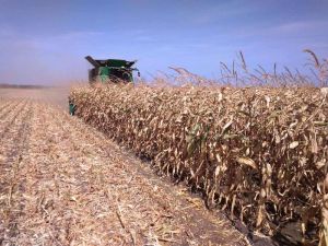 Комбайн John Deere збирає кукурудзу Жнива у Арніці