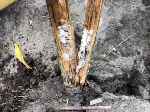 Прикоренева форма склеротиніозу соняшника