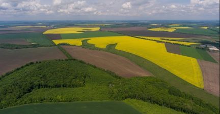 Посіви ріпаку в ФГ Світанок