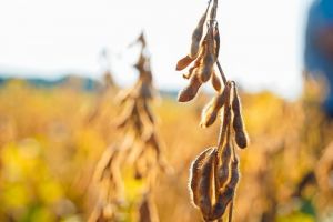 Аграрії роблять ставки на сою