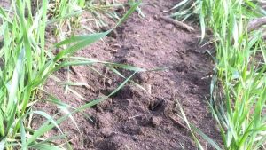 Випаровування вологи на Одещині відбувається дуже стрімко, вже утворюється ґрунтова кірка