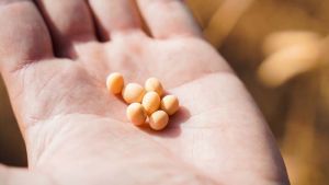 Переробники сої відчувають дефіцит сировини тому ціна на культуру підвищується