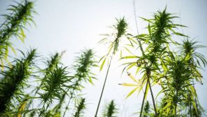 З 2025 року вирощування технічних конопель в Україні буде без дозволів — Висоцький