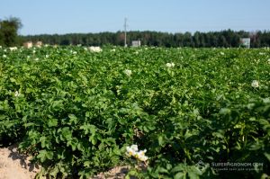 На Чернігівщині рання картопля під агроволокном успішно пережила заморозки і дала врожай